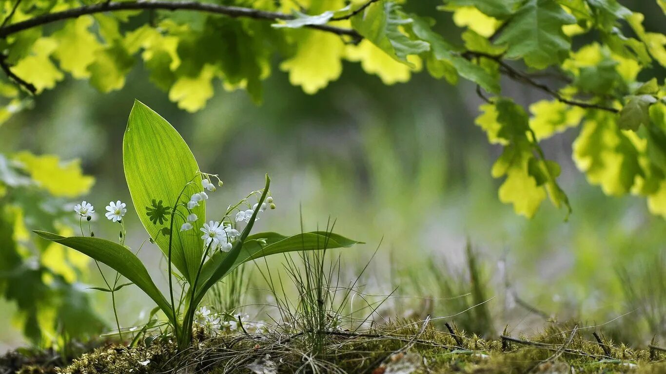 В природе есть удивительные праздники первая зелень. Первоцветы Лесные Ландыши. Листья первоцвета весеннего. Зеленый первоцвет весенний.