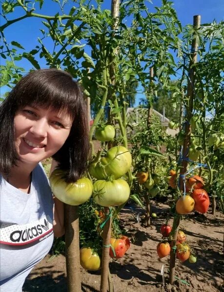 Семена томатов рязань. Каталог томатов Ольги Фомичевой- огородник из Рязани.