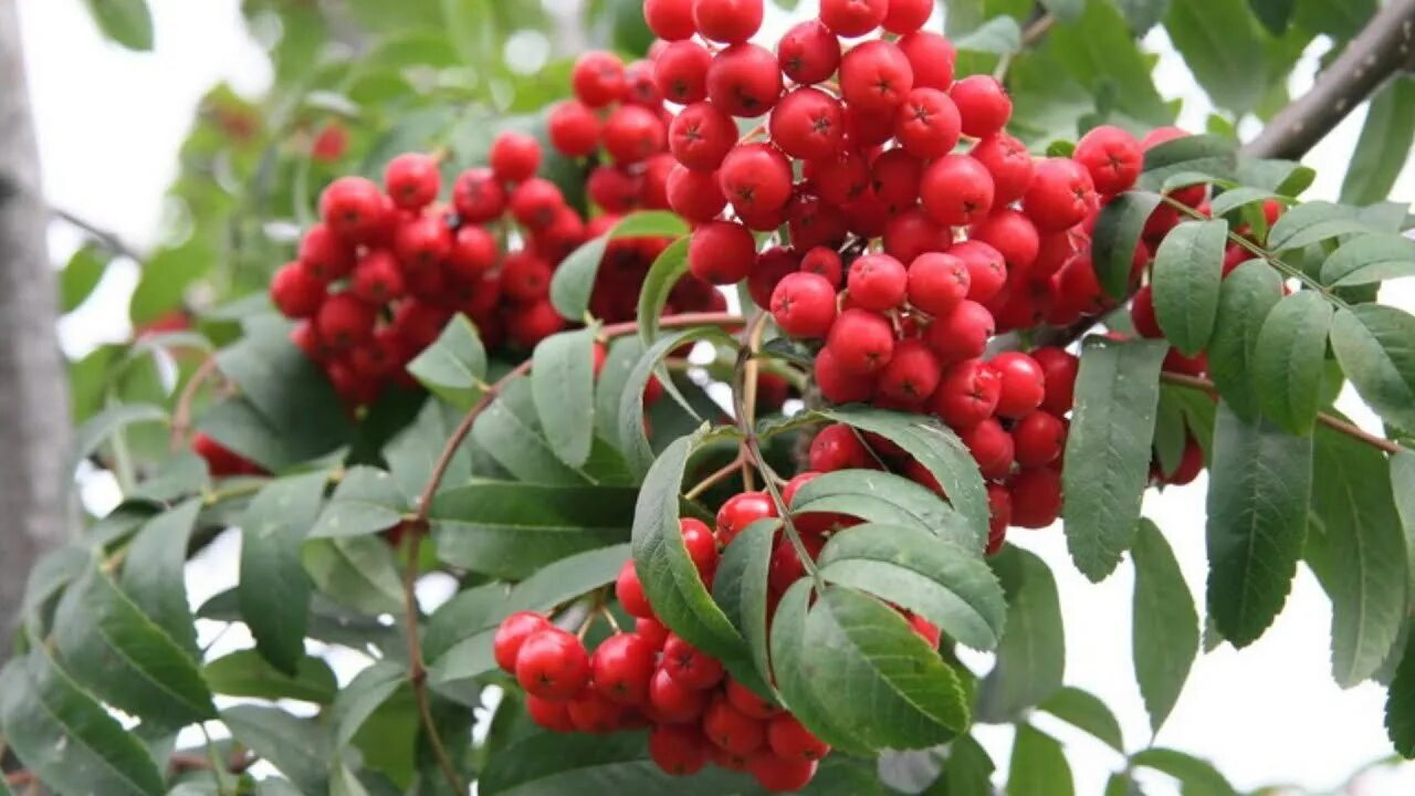 Рябина (sorbus). Рябина дом. Рябиновый форд. Рябина сорт вефед. Рябина.