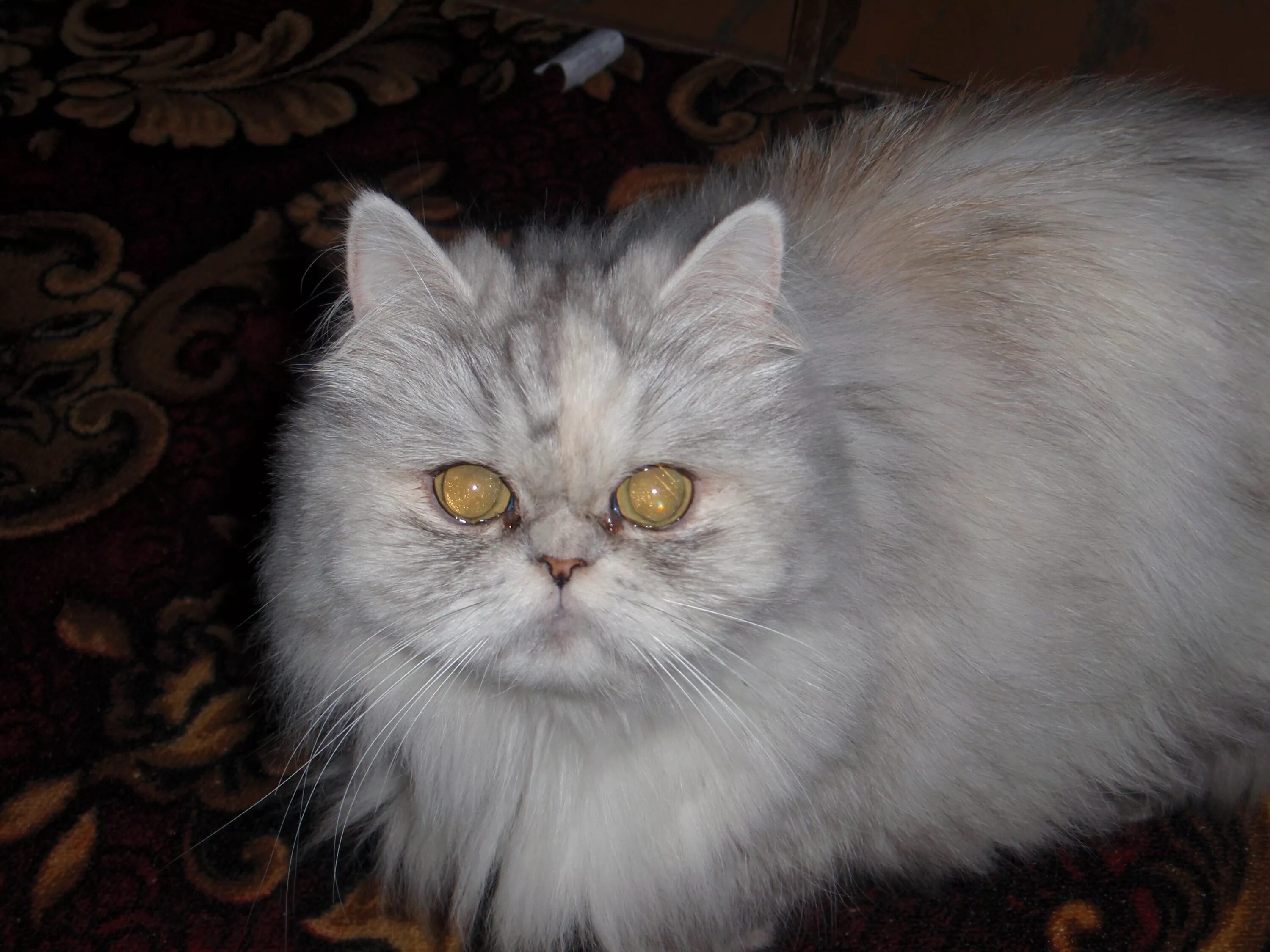 перс в добрые руки москва. персидские в добрые руки. котята персидские в хорошие руки. домики кошек персидских. персидский кот в добрые руки.