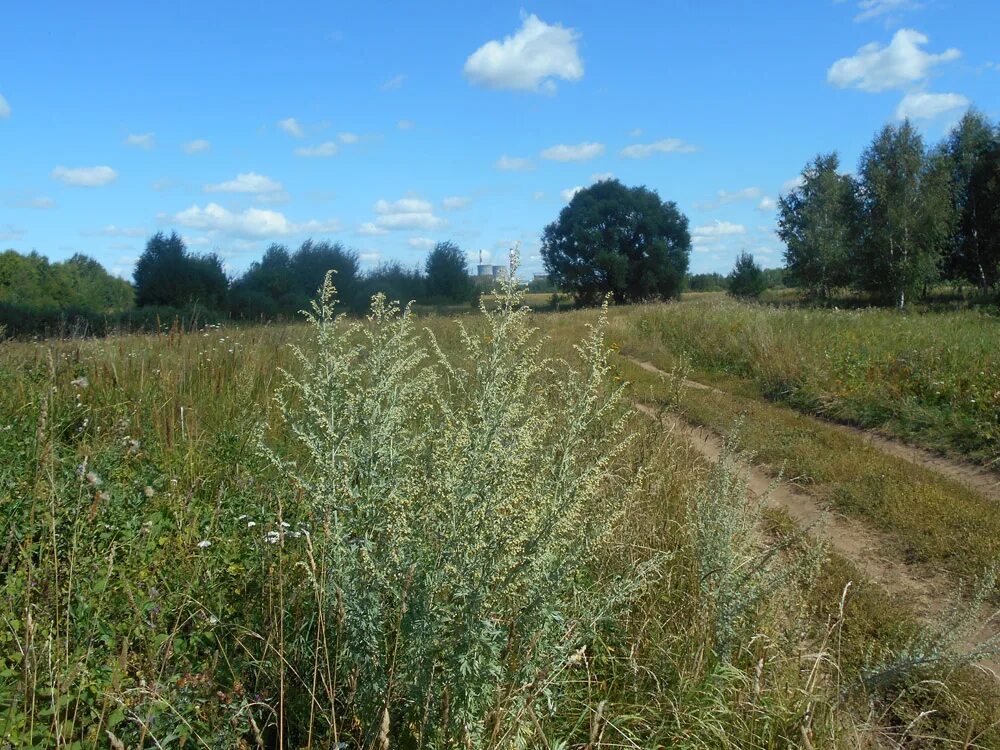 цвет полынь. деревня полынь. деревня полыни. поле полыни в тумане. деревня полынь.