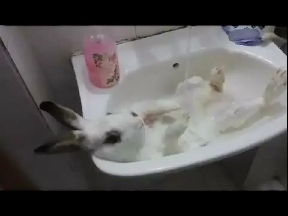 Можно ли мыть кролика декоративного. Кролик в раковине купается. Кролик купается в ванной. Кролик плавает. Кролик в ванной моется.