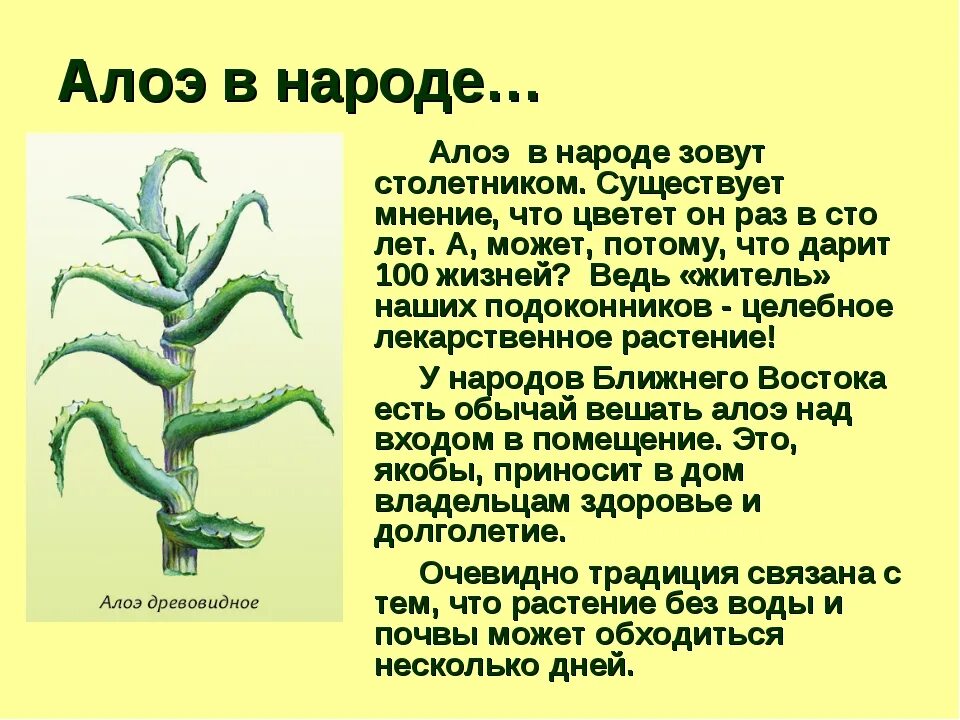 Алоэ описание растения 2 класс. Описание цветка алоэ 3 класс. Алоэ растение доклад. Алоэ рассказ