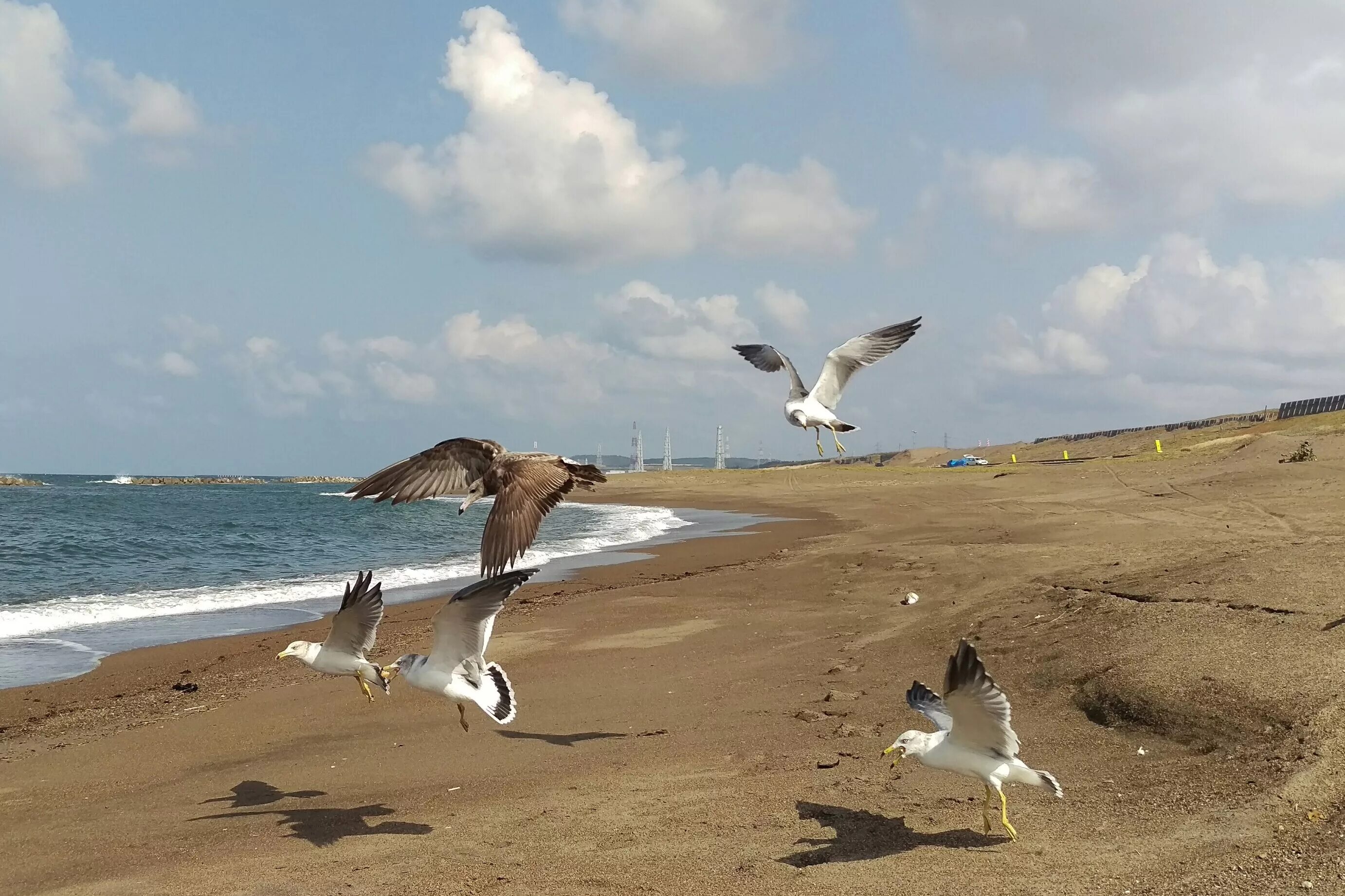 Береговая чайка. Альбатрос на Каспийском море. Чайки на побережье. Море, Чайки. Море берег Чайки.