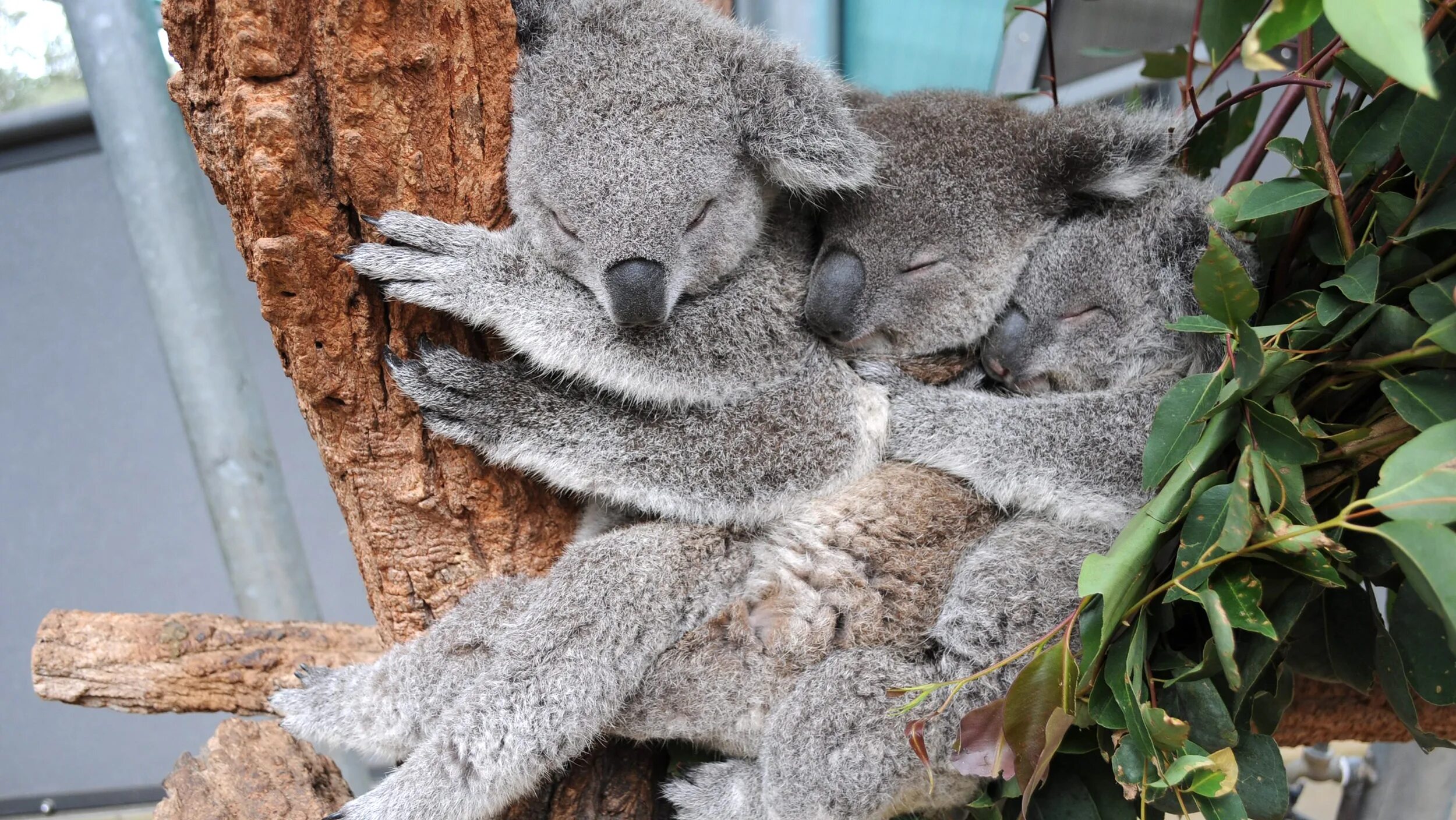 Коала в зоопарке. Зоопарк Таронга коалы. Зоопарк Таронга в Сиднее. Коала самец. Спящие коалы.