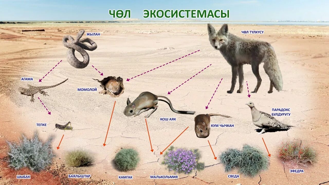 Составь цепи питания пустыни. Пищевая цепь в пустыне. Схема цепи питания пустыни. Схема цепи питания животных пустыни. Пищевая цепочка пустыни.