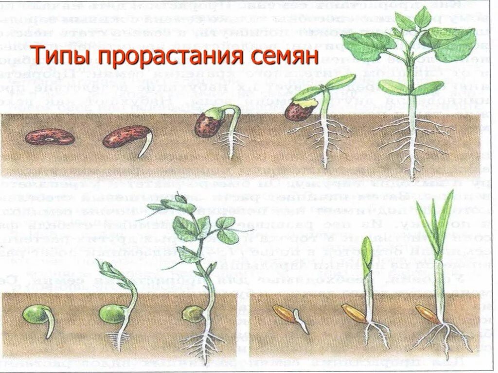 Этапы оста. Рис 84 прорастание семян. Прорастание семян огурца схема. Подземное прорастание гороха. Надземное прорастание семян.