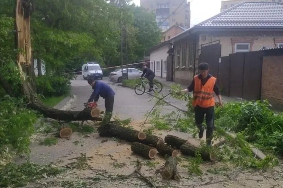 В Ростове упало дерево. Фотографии упавшего дерева. Эвакуация деревьев. Сильный ветер в городе.