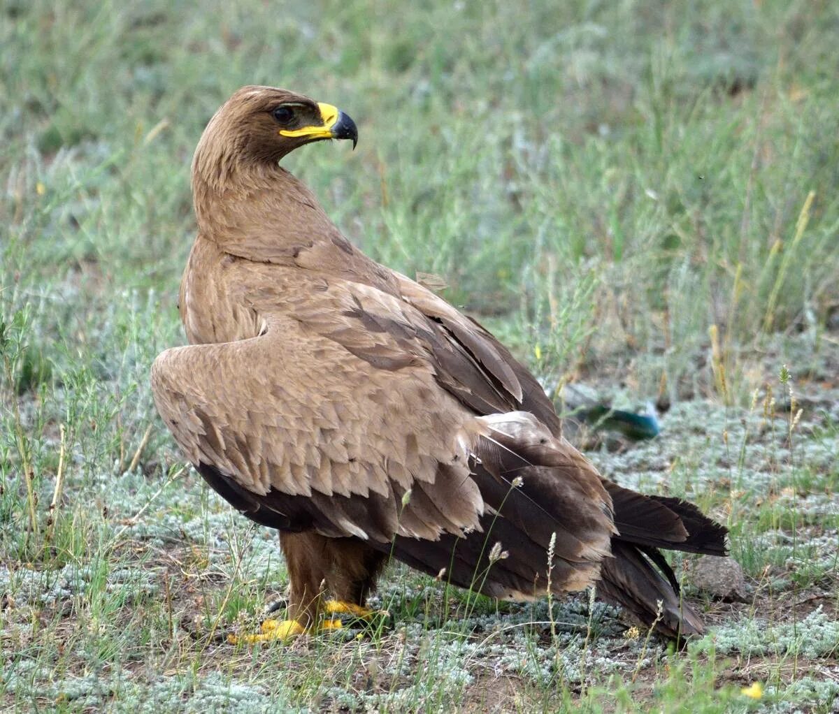 Степной Орел. Степной орёл (Aquila nipalensis. Орлан Долгохвост птица. Степной Орел Ростовской области. Орел степная птица