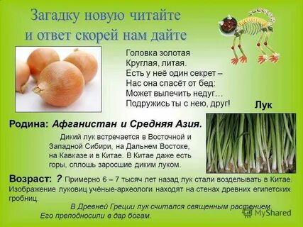 Можно ли давать лук