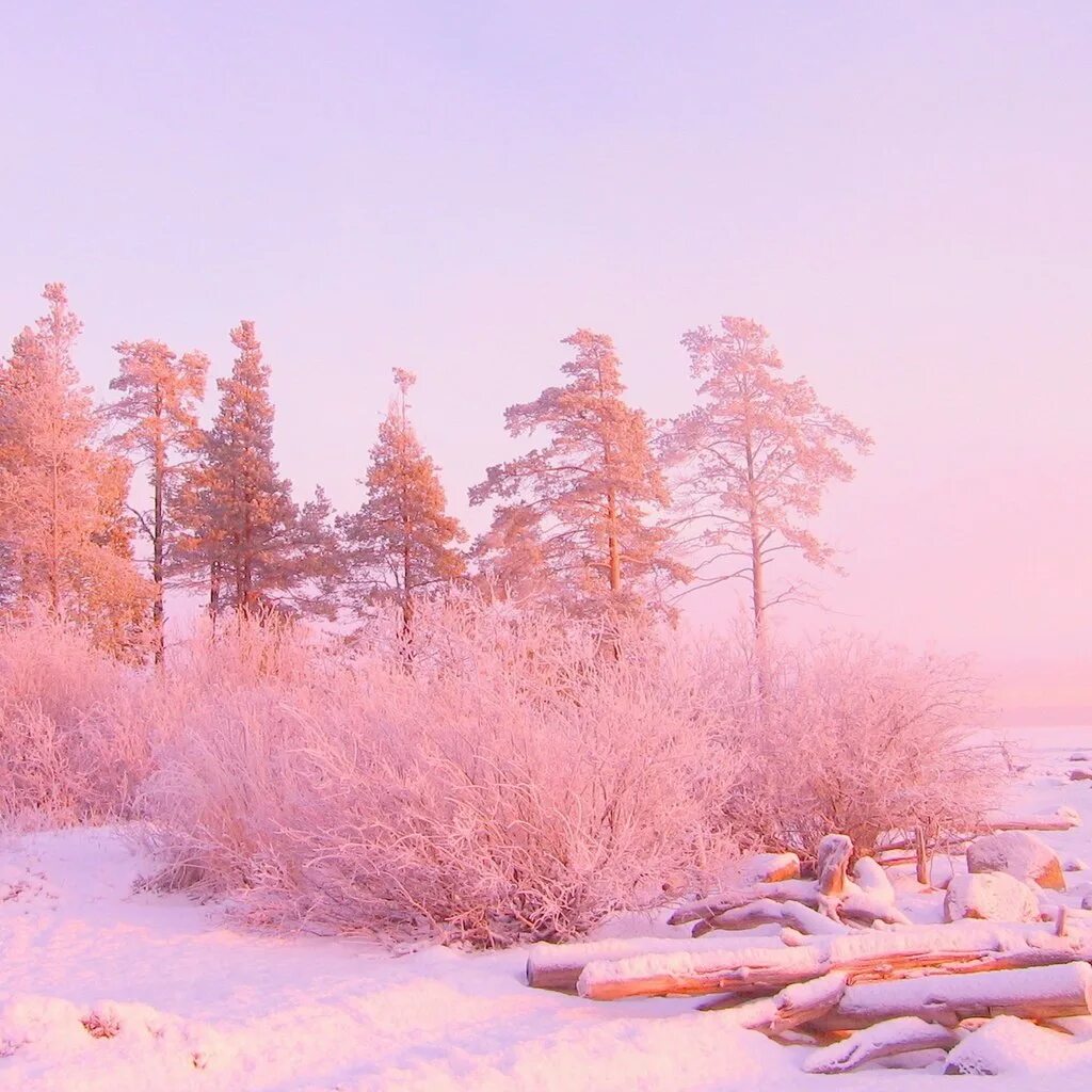 Пожелания морозного утра. Розовый зимний рассвет. Зимний лес. Пейзаж в пастельных тонах. Розовый рассвет зимой.