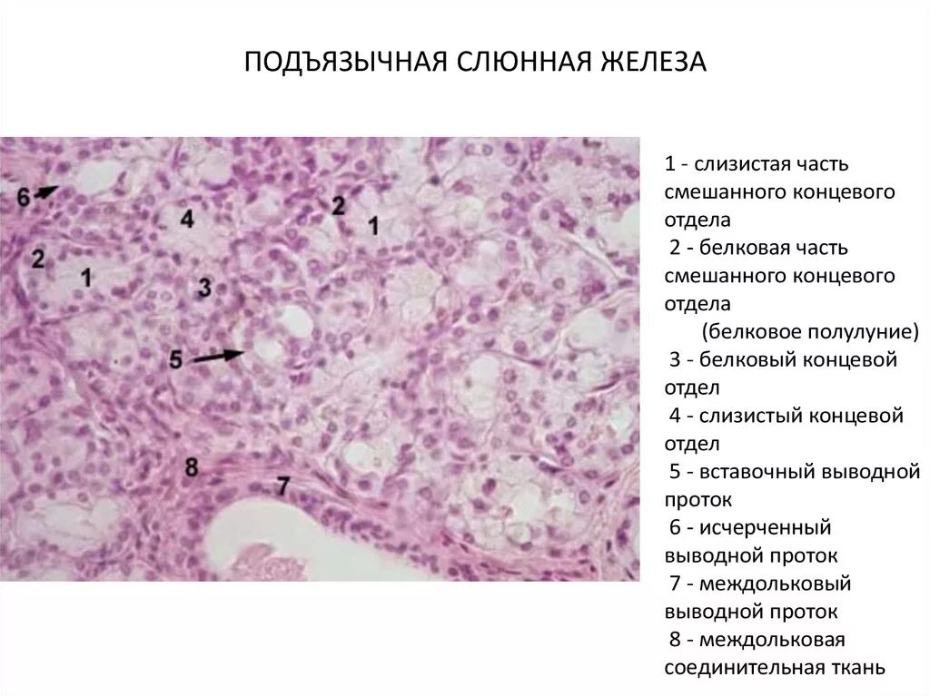 Смешанная слюнная железа гистология препарат. Подъязычная железа гистология препарат. Околоушная слюнная железа гистология препарат. Поднижнечелюстная железа гистология препарат. Препарат околоушной железы