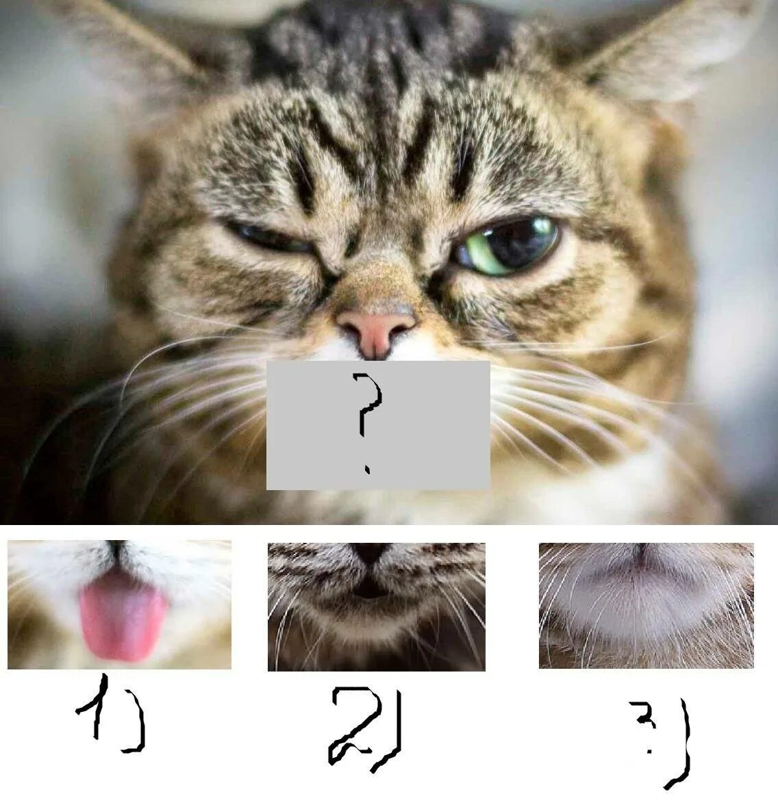 Кот или кошка по мордочке. Кот или кошка по морде. Как по мордочке определить кот или кошка.