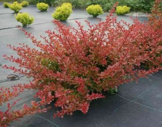 Барбарис тунберга red carpet. Барбарис ред карпет. Барбарис тунберга красный. Барбарис тунберга ред. Барбарис тунберга red carpet.