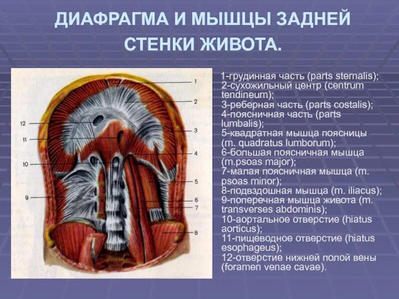 Структуры диафрагмы. Диафрагма вид снизу со стороны брюшной полости. диафрагма и мышцы задней стенки живота. стенки диафрагмы анатомия. мышцы задней стенки живота анатомия.