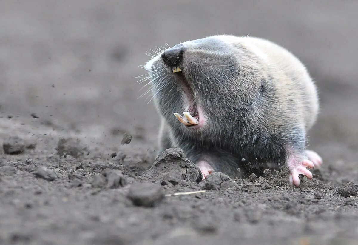 Почему крота называют землекопом и строителем ответ. Почему крота называют землекопом и строителем ответ. Крот слепыш. Передние лапы крота. Землеройковый крот.