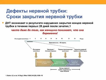 Развитие нервной трубки плода
