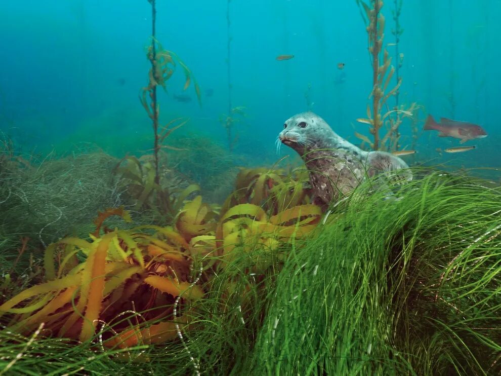 Дюгонь дюгонь. Животные обитающие в водорослях. Водоросли в море ламинария. Ламантин и дюгонь. Морские животные.