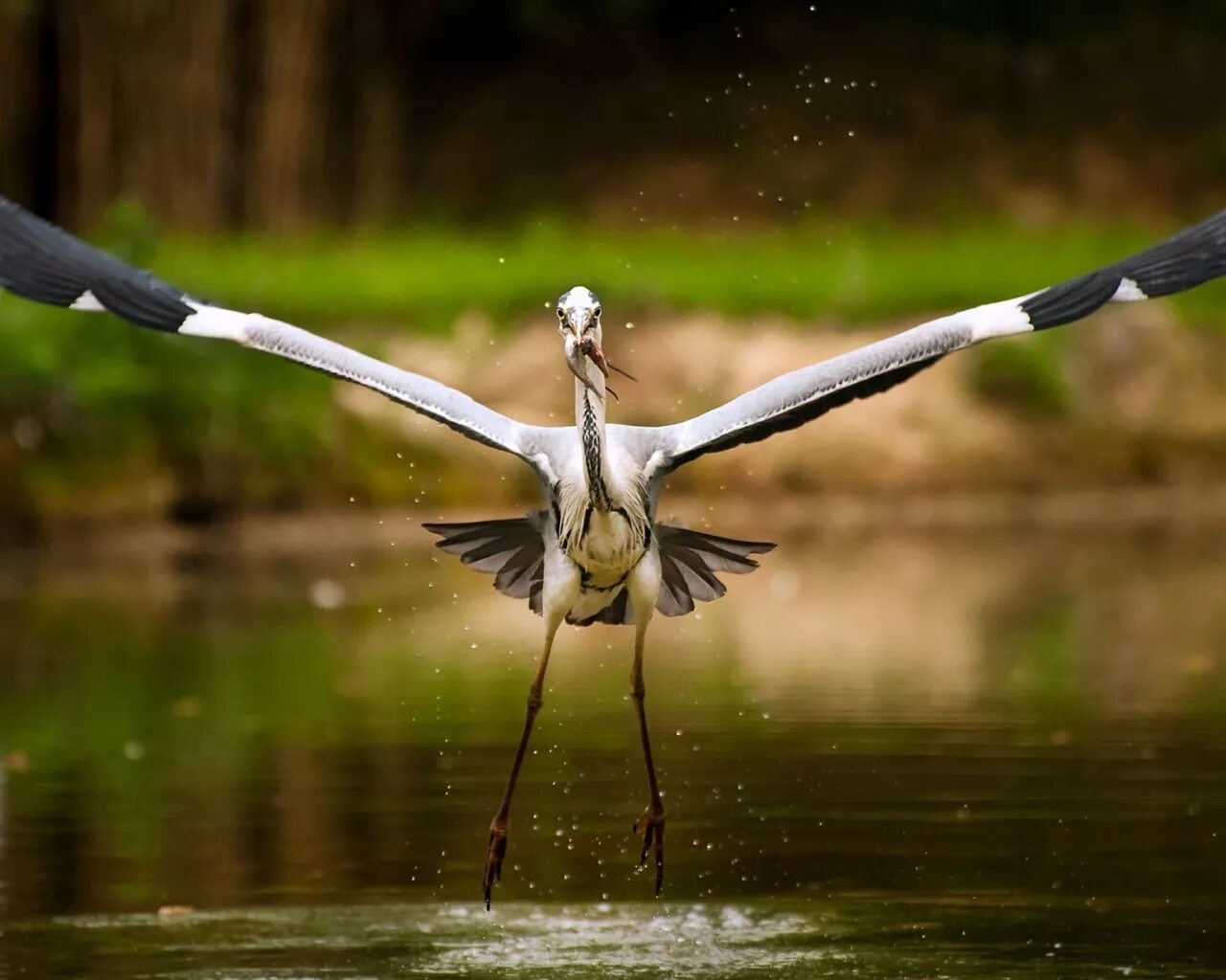 Журавль в полёте. Полет журавлей. Цапля ловит рыбу. Аист в воде. Birds catch