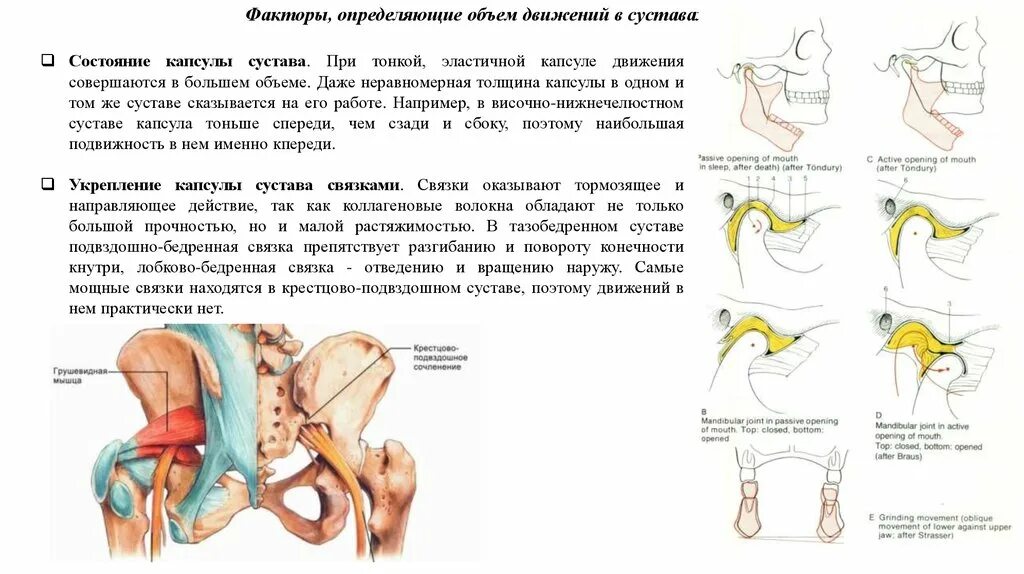 Доступы к крестцово подвздошному сочленению. Разгибание в тазобедренном суставе. Связки тазобедренного сустава. Объем движений в суставах. Факторы определяющие объем движений в суставах.