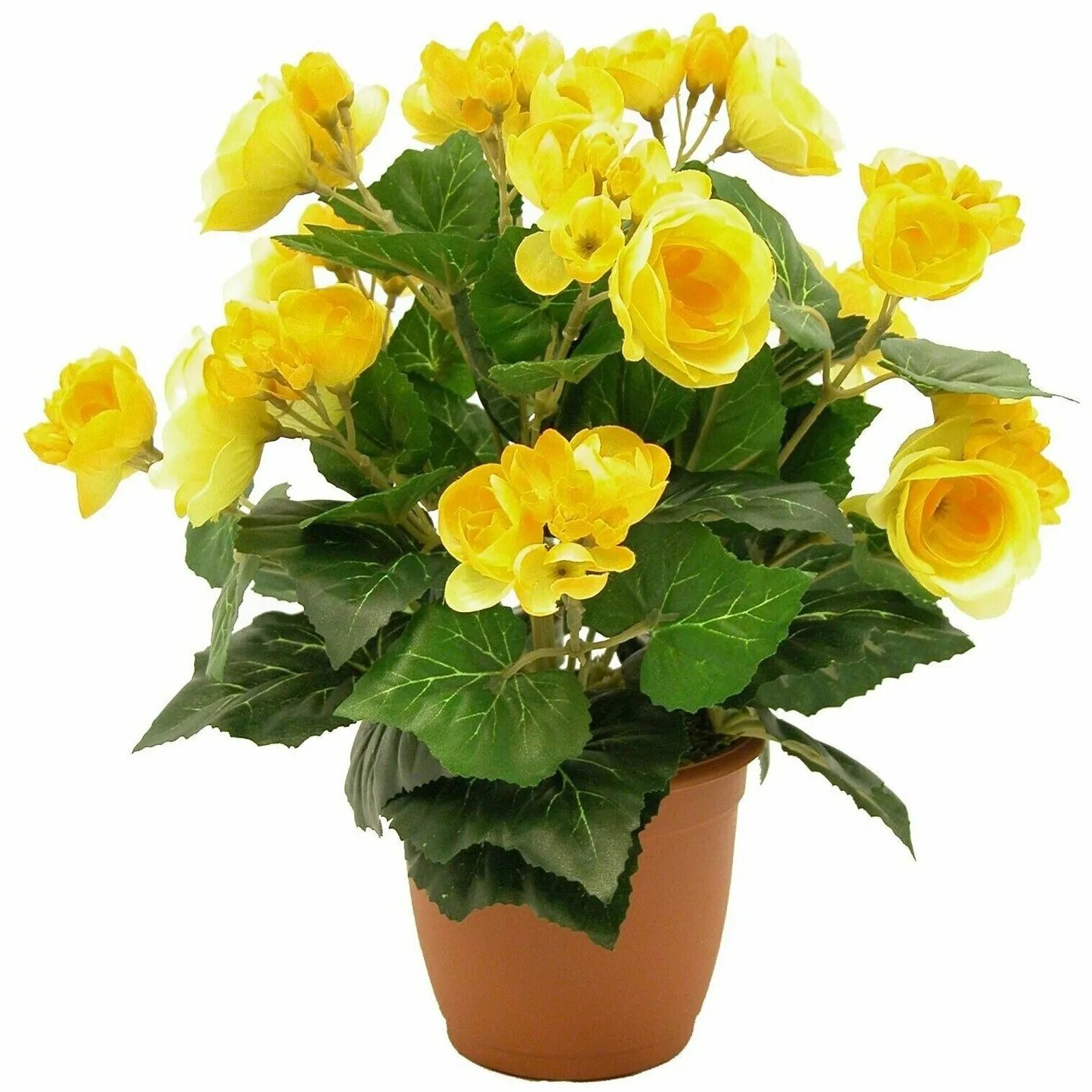 Пахистахис жёлтый (Pachystachys lutea) Комнатные цветы, Комнатные растения, Небо