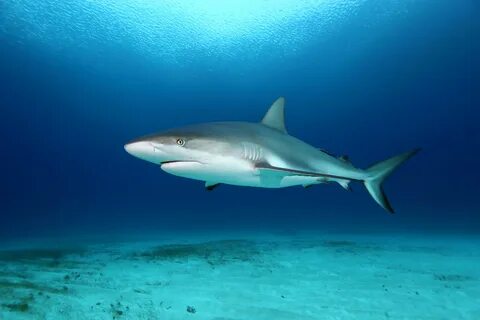 Shark fish