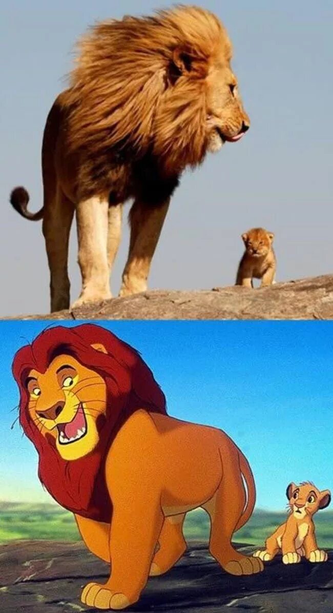 1970s Lee Jeans Lion Head Adverts " Voices of East Anglia Lion, Scary lion, Anim