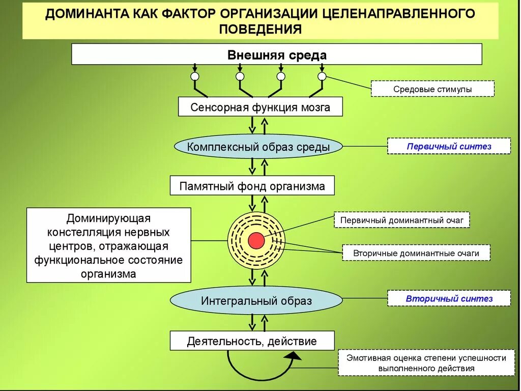 Врожденные формы поведения. Врожденные формы поведения физиология. Врождённое и приобретённое поведение схема. Врожденные и приобретенные формы поведения. Доминанты поведения