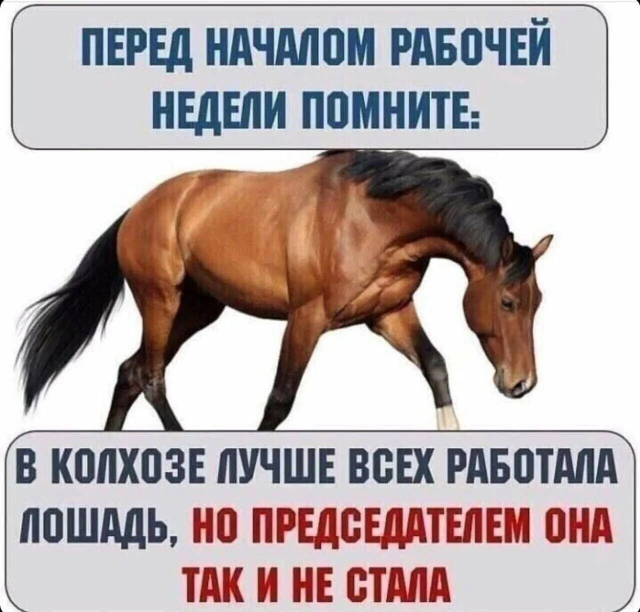 Лошадь председателем. Перед началом рабочей недели. лучше всех раьотатала лошадь. перед началом рабочей недели помните. лучше всех в колхозе работала.