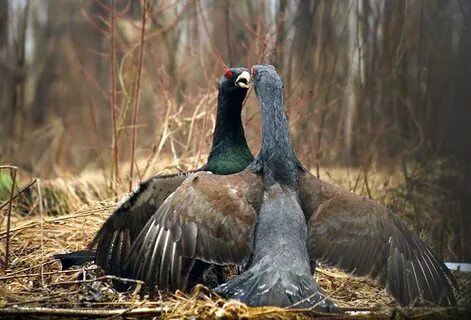 Брачная поляна глухарей 8 букв сканворд