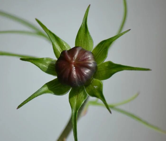 Строение отдельного цветка (чашечка. Строение чашечки цветка. Чашелистик у растений. Строение околоцветника цветка чашечки чашелистики. Чашечка и чашелистик.