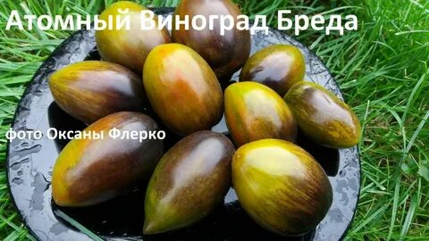 Атомный виноград бреда урожайность
