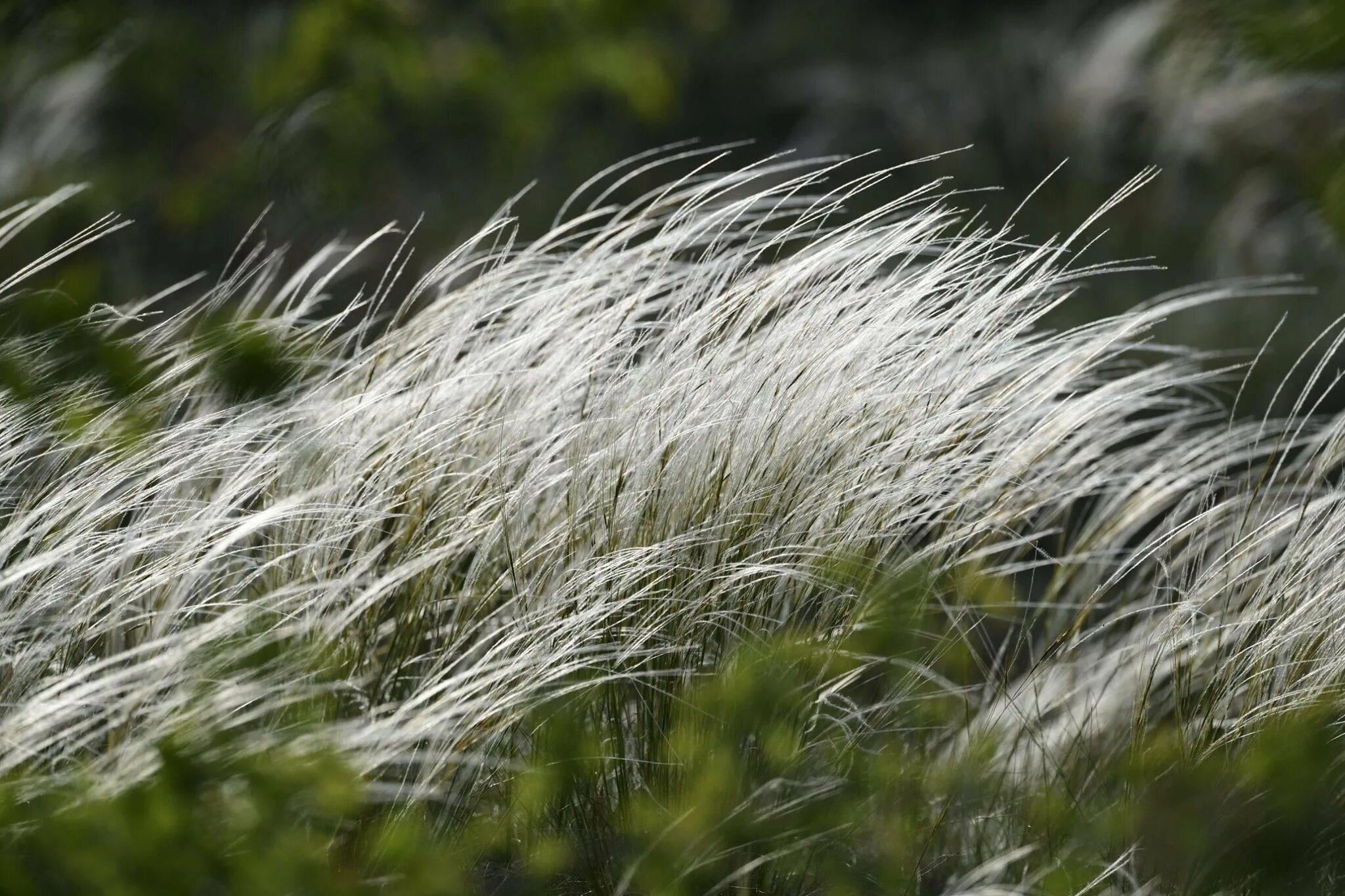 Ковыль Степной. Ковыль (Stipa). Ковыль Тырса. Ковыль-волосатик.