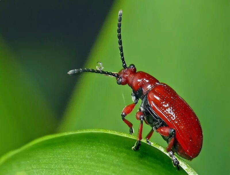 Красный жук листоед тополевый. Насекомые красные и розовые. Beetle bug игра. Листоед тополевый (chrysomela populi). Читать красный жук 2.