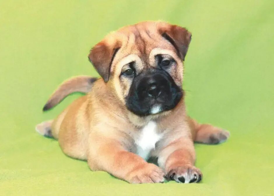 Кадебо порода собак. Порода ка де кадебо. Щенки ка де. Бульдог кадебо. Щенки ка де.