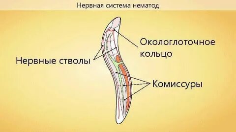 Плоские круглые черви особенности строения выделительной системы