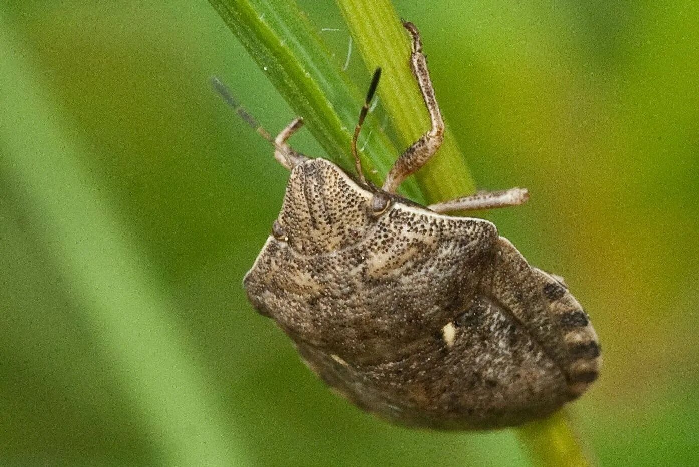 Жук клоп черепашка. Личинка клопа черепашки. Клоп щитник черепашка личинка. Хлебные клопы черепашки. Клоп маврская черепашка.