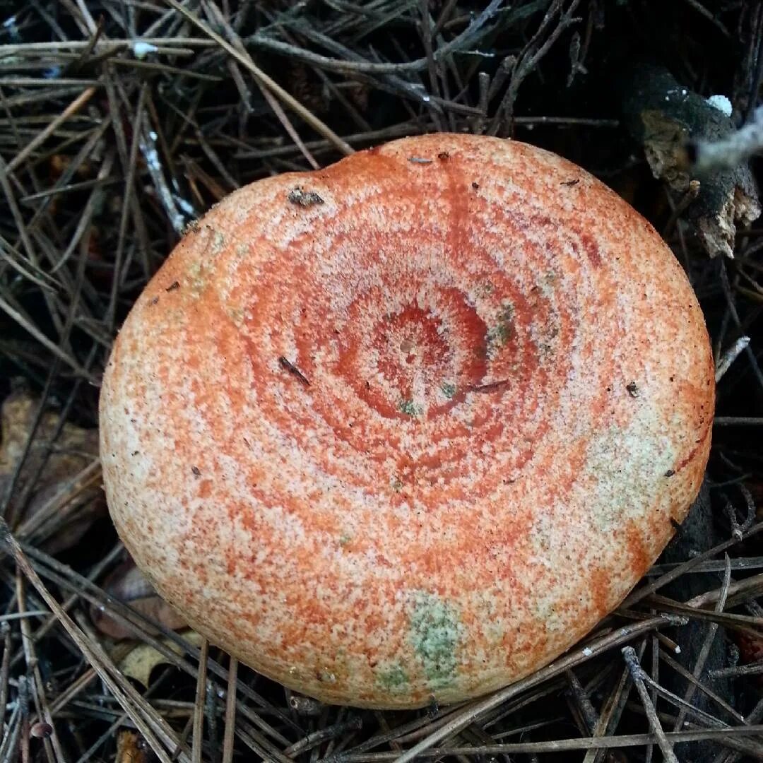 Рыжик г. Млечник Рыжик гриб. Рыжик Сосновый/Боровой (Lactarius deliciosus);. Рыжик деликатесный. Млечник жгуче-Млечный.