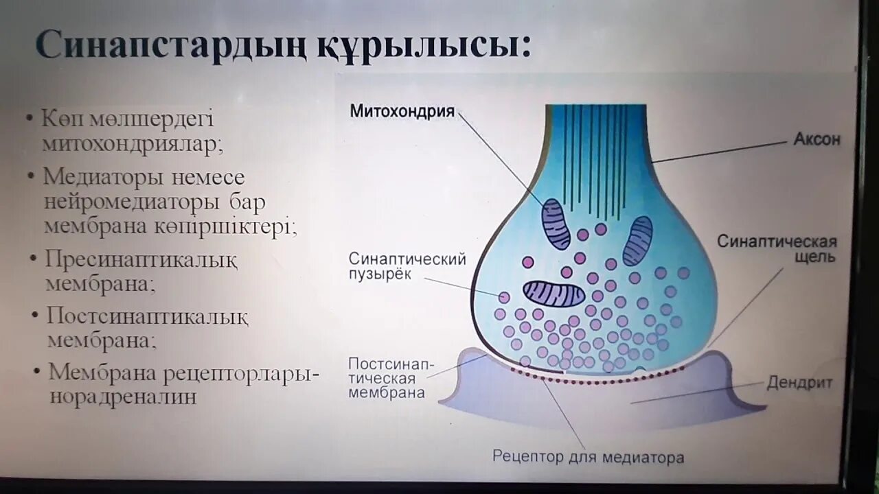 Синапс фикбук. Синапс. синапс деген не. холинергиялық синапс. строение холинергического синапса.