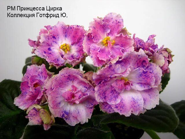 Фиалка ле альпийский колокольчик. Фиалка рм принцесса цирка. Фиалка рм принцесса цирка. Фиалка рс принцесса цирка. Фиалка принцесса цирка.