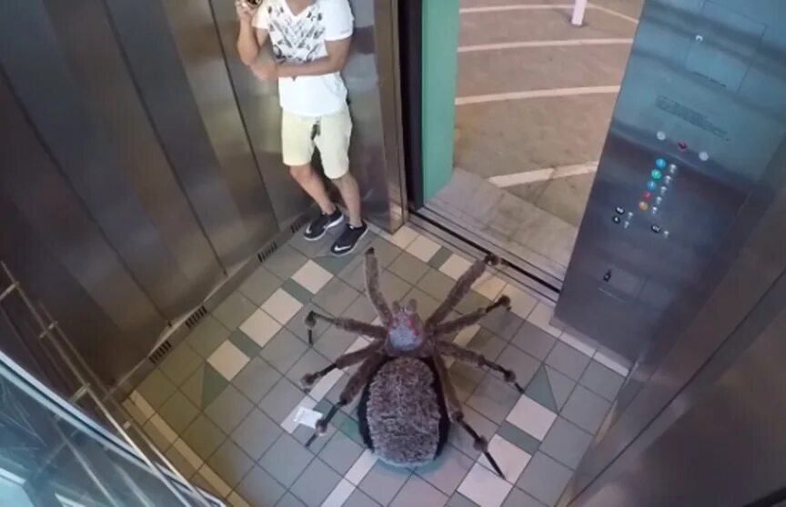 Спайдер туалет. Огромный паук. Огромные пауки в санузле. Пауки гиганты.