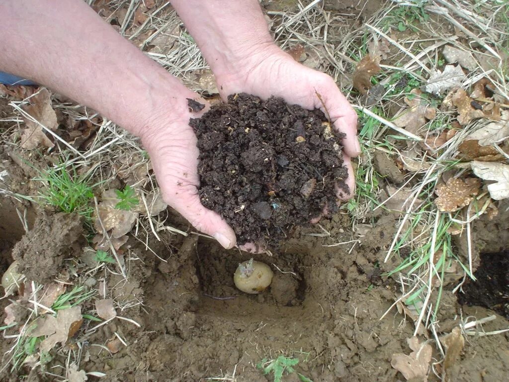 Чем подкормить землю весной перед посадкой. Зола для удобрения картофеля. Перегной для посадки. Навоз для почвы. Удобрения в лунки для картофеля.