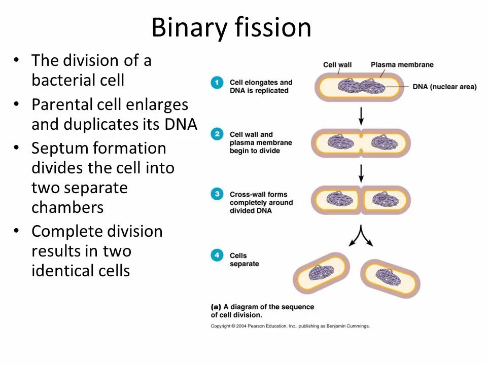 Binary Fission. Bacterial Division. Binary Fission of bacteria. Fission formation грибы. Fission перевод