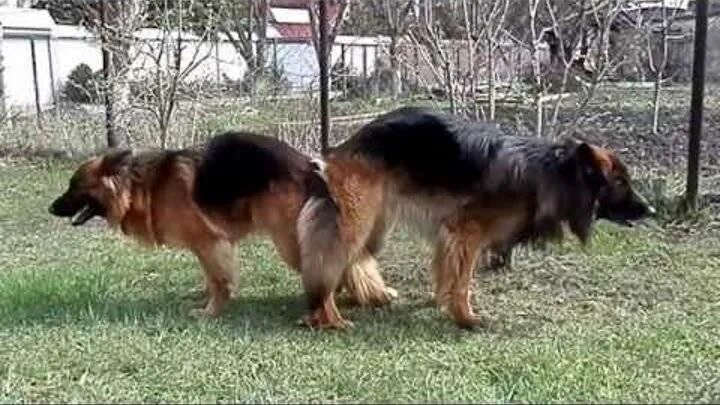 Собаки занимаются любовью. Собака пристает к ноге. Собака делает садку. Собаки размножаются. 2 собаки занимаются любовью.