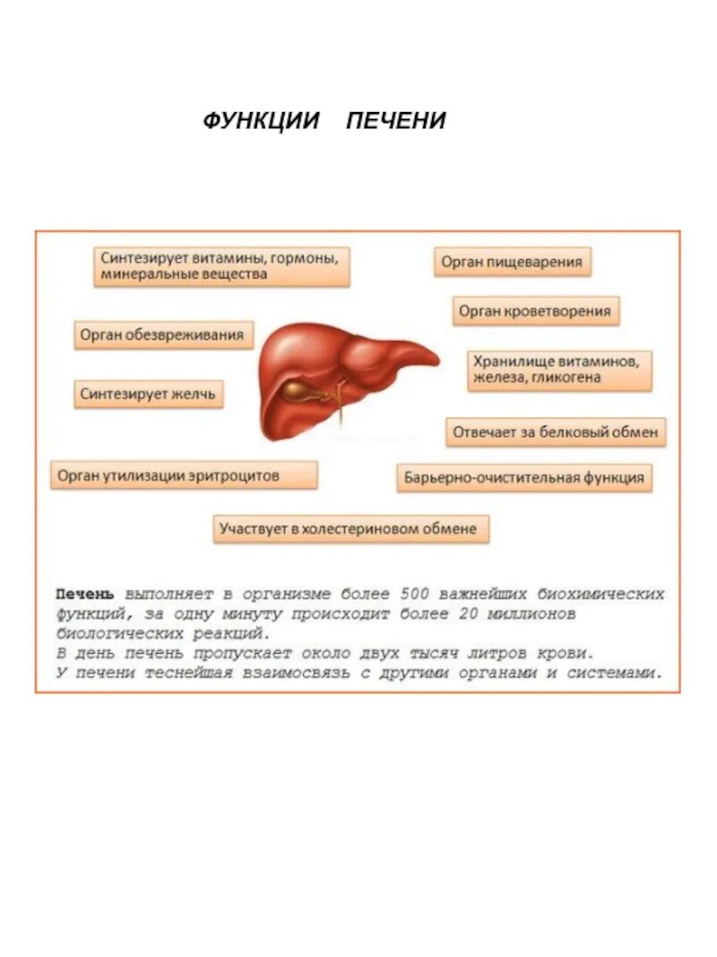 Печень какие гормоны. Функция печени система органов пищеварения. Печеночная железа функции. Печень орган функции.