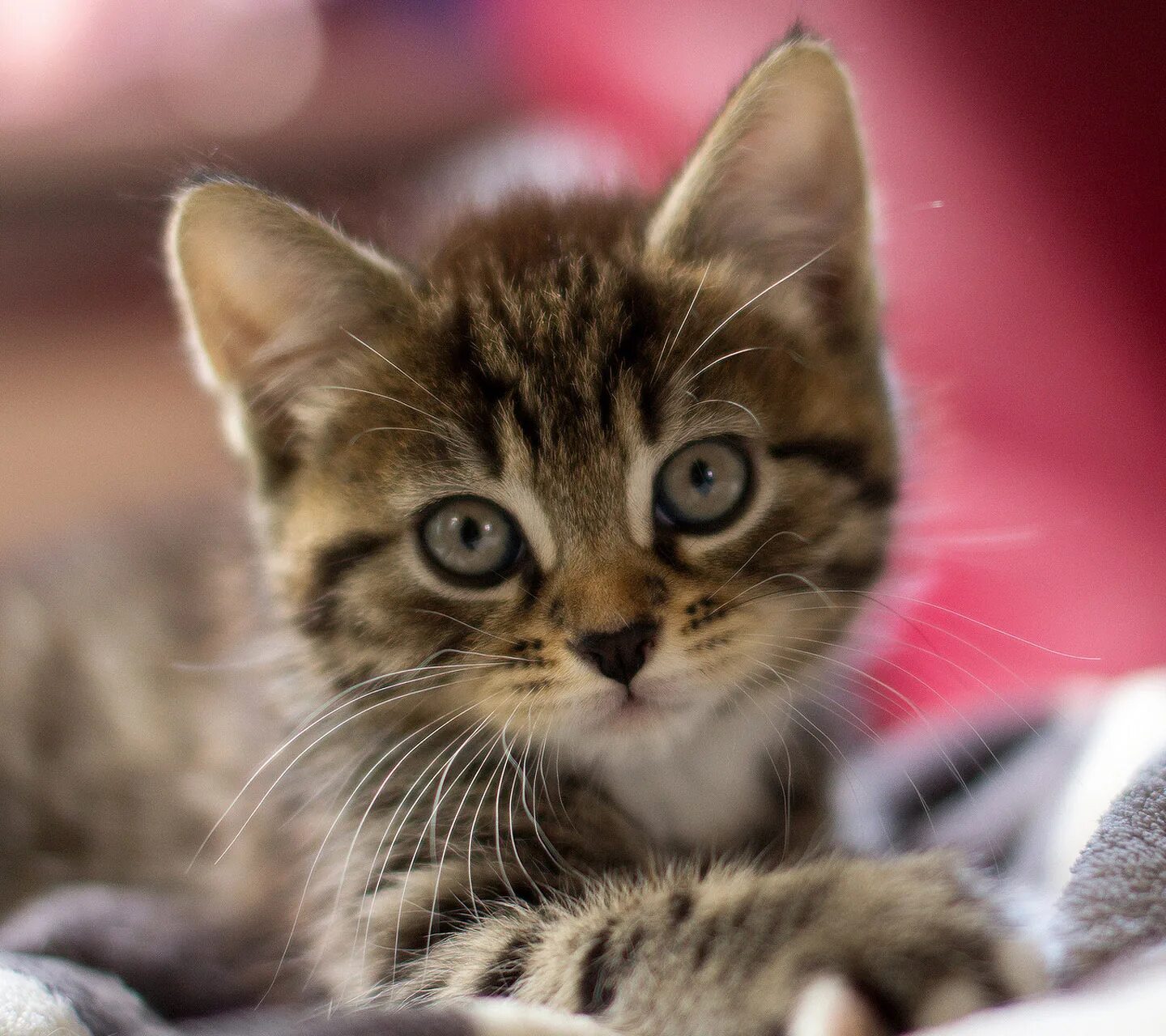 Покажи живого кота. Живые котята. Обои на рабочий стол котята. Милые рыжие котята. Полосатый пушистый котенок.