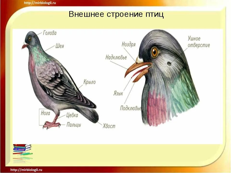 Форма тела птиц особенности строения значение. Внешнее строение птицы биология 8 класс. Внешнее строение птиц. Внешнее и внутреннее строение птиц. Внешний вид и внутреннее строение птицы.