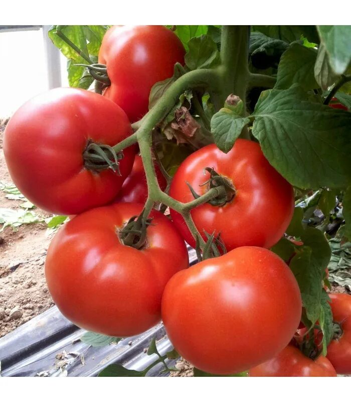 Помидоры синьор помидор. Сеньор помидор томат. Сеньор помидор томат. Сеньор помидор томат. Томат синьор помидор f1.