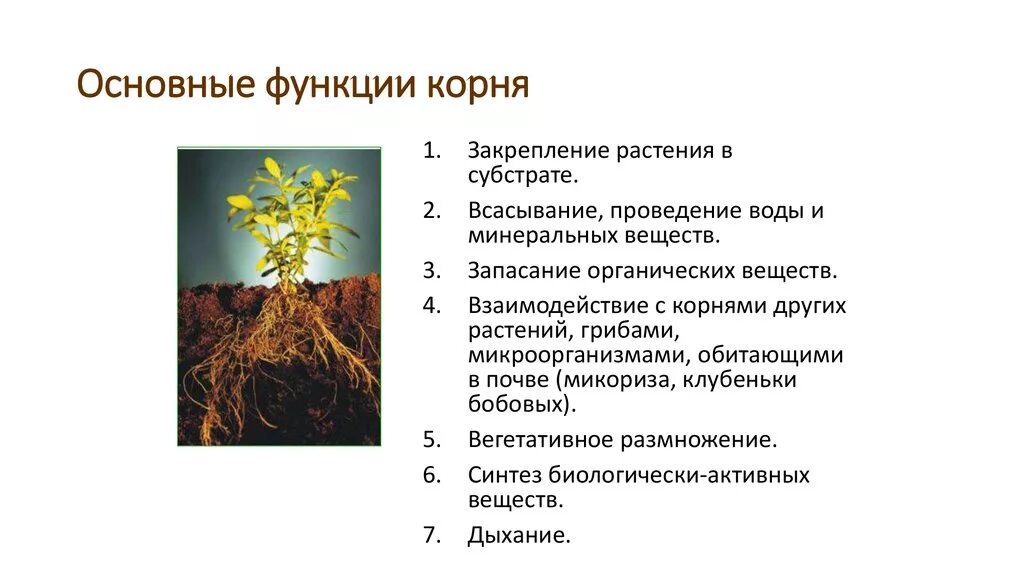 Функции видоизменения корнеплодов. Закрепление растения в субстрате. Основные функции корня.