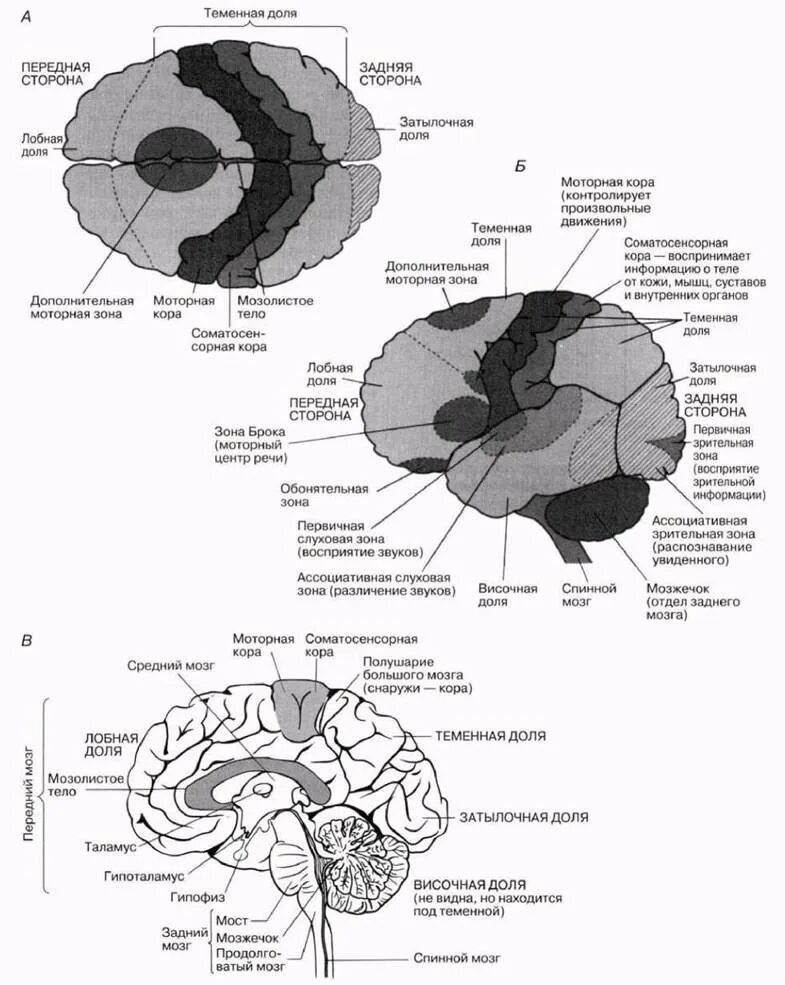 Зоны восприятия мозга. Медиобазальные отделы лобных долей функции. Медиобазальные отделы коры лобных долей мозга. Медиобазальные отделы коры лобных и височных долей. Локальное поражение медиобазальных отделов височных долей.